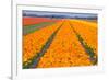 Tulipfields-Colette2-Framed Photographic Print