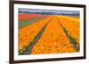 Tulipfields-Colette2-Framed Photographic Print