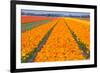 Tulipfields-Colette2-Framed Photographic Print