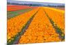 Tulipfields-Colette2-Mounted Photographic Print