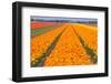 Tulipfields-Colette2-Framed Photographic Print