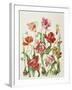 Tulips 1601-Janneke Brinkman-Salentijn-Framed Giclee Print