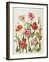 Tulips 1601-Janneke Brinkman-Salentijn-Framed Giclee Print