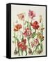 Tulips 1601-Janneke Brinkman-Salentijn-Framed Stretched Canvas