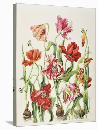 Tulips 1601-Janneke Brinkman-Salentijn-Stretched Canvas