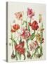 Tulips 1601-Janneke Brinkman-Salentijn-Stretched Canvas