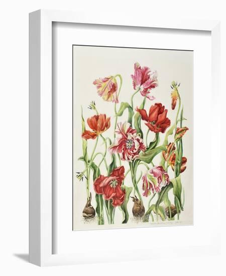 Tulips 1601-Janneke Brinkman-Salentijn-Framed Giclee Print