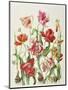 Tulips 1601-Janneke Brinkman-Salentijn-Mounted Giclee Print