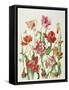 Tulips 1601-Janneke Brinkman-Salentijn-Framed Stretched Canvas