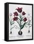 Tulips, 1613-Johann Friedrich Meyer-Framed Stretched Canvas