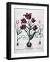 Tulips, 1613-Johann Friedrich Meyer-Framed Giclee Print