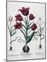 Tulips, 1613-Johann Friedrich Meyer-Mounted Giclee Print