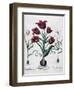 Tulips, 1613-Johann Friedrich Meyer-Framed Giclee Print