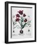 Tulips, 1613-Johann Friedrich Meyer-Framed Giclee Print