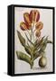 Tulips, 17th Century-null-Framed Stretched Canvas