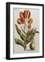 Tulips, 17th Century-null-Framed Giclee Print