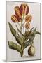 Tulips, 17th Century-null-Mounted Giclee Print