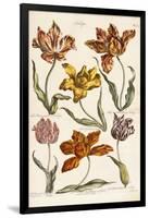 Tulips, 1842-John Hill-Framed Giclee Print