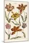 Tulips, 1842-John Hill-Mounted Giclee Print