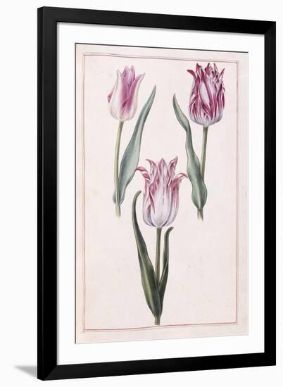 Tulips, 18th Century-null-Framed Giclee Print