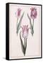Tulips, 18th Century-null-Framed Stretched Canvas