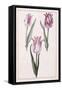 Tulips, 18th Century-null-Framed Stretched Canvas