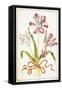 Tulips, 18th Century-null-Framed Stretched Canvas