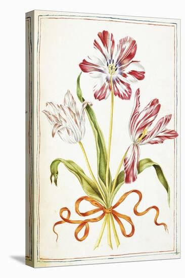 Tulips, 18th Century-null-Stretched Canvas