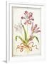 Tulips, 18th Century-null-Framed Giclee Print