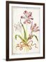 Tulips, 18th Century-null-Framed Giclee Print