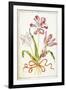 Tulips, 18th Century-null-Framed Giclee Print