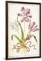 Tulips, 18th Century-null-Framed Giclee Print