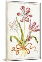 Tulips, 18th Century-null-Mounted Giclee Print