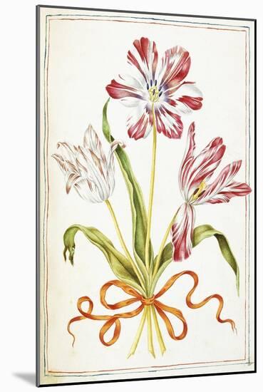 Tulips, 18th Century-null-Mounted Giclee Print