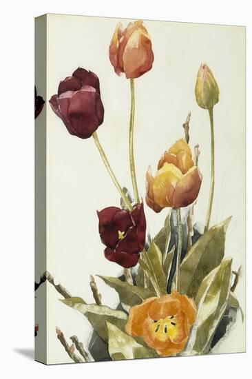 Tulips, 1933 (Watercolour and Graphite on Paper)-Charles Demuth-Stretched Canvas