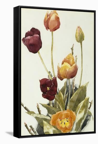 Tulips, 1933 (Watercolour and Graphite on Paper)-Charles Demuth-Framed Stretched Canvas