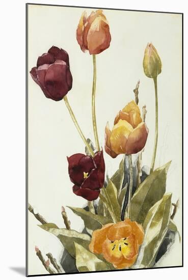Tulips, 1933 (Watercolour and Graphite on Paper)-Charles Demuth-Mounted Giclee Print