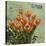 tulips 1-Rick Novak-Stretched Canvas