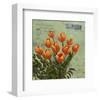 tulips 1-Rick Novak-Framed Art Print