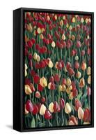 Tulips, 2010-Cruz Jurado Traverso-Framed Stretched Canvas