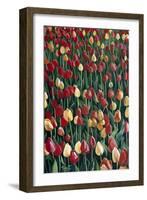 Tulips, 2010-Cruz Jurado Traverso-Framed Giclee Print