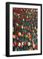 Tulips, 2010-Cruz Jurado Traverso-Framed Giclee Print