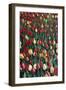 Tulips, 2010-Cruz Jurado Traverso-Framed Premium Giclee Print
