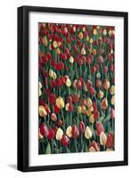 Tulips, 2010-Cruz Jurado Traverso-Framed Premium Giclee Print