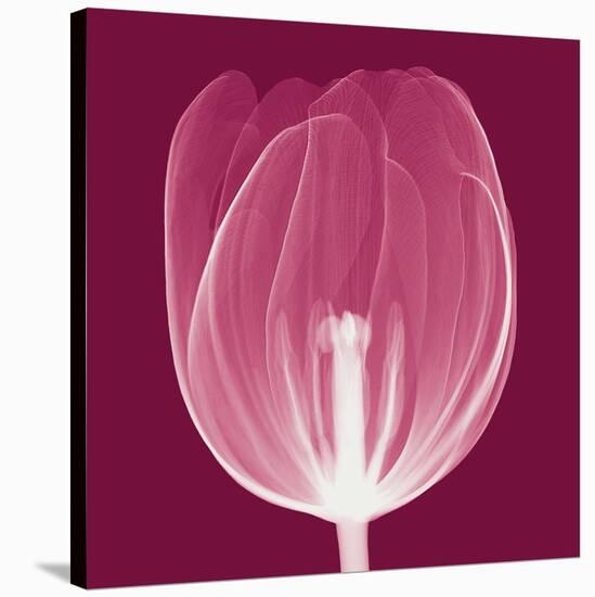 Tulips A (Negative)-Steven N^ Meyers-Stretched Canvas