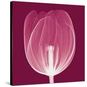 Tulips A (Negative)-Steven N^ Meyers-Stretched Canvas