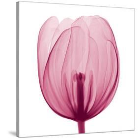Tulips A (Positive)-Steven N^ Meyers-Stretched Canvas
