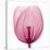 Tulips A (Positive)-Steven N^ Meyers-Stretched Canvas