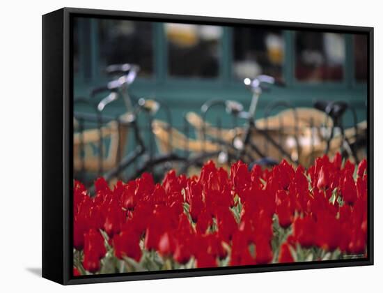 Tulips, Amsterdam, Holland-Jon Arnold-Framed Stretched Canvas