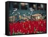 Tulips, Amsterdam, Holland-Jon Arnold-Framed Stretched Canvas